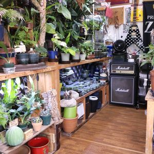 多肉植物,ウラボシ科,ビカクシダ属,食中植物,塊根の画像