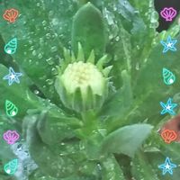 オステオスペルマム,オステオスぺルマム,可愛い,つぼみ,がんばれ！がんばれ！の画像