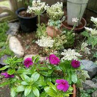 レ―スフラワー,日々草　タトゥー,寄せ植え,夏の花,小さな庭の画像