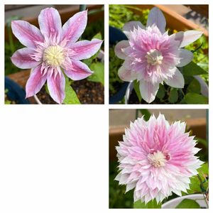 クレマチス ジョセフィーヌ,ガーデニング,花のある暮らし,ナチュラルスタイル,今日のお花の画像