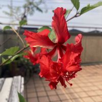 ハイビスカス,グロリオサ,クライミングサンパラソル,夏の花,庭の画像