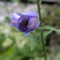 デルフィニウムの画像