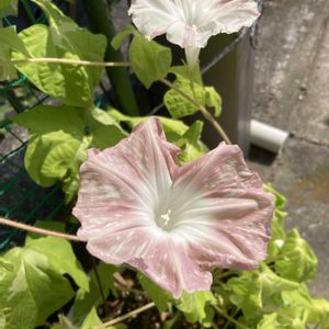 アサガオ,朝顔,グリーンカーテンの画像