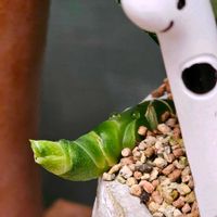 サンスベリア,ちんあなご,アゲハの幼虫,Googleレンズ,アゲハの幼虫じゃないよの画像