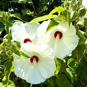 アメリカフヨウ,アメリカ芙蓉,岐阜県,多肉男子,岐阜の画像