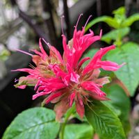 モナルダ,鉢植え,お花のある暮らし,宿根・多年草,小さな庭の画像