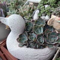 多肉,夕波,多肉植物,葉挿し,ベランダガーデンの画像