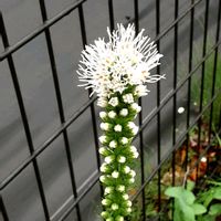 ツメレンゲ,散歩の途中の画像