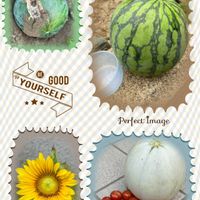 クレオメ,マリーゴールド,落花生,落花生,ミニひまわりの画像