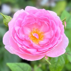 バラ,ミニバラ,薔薇,夏の庭,ラ・フランスの画像
