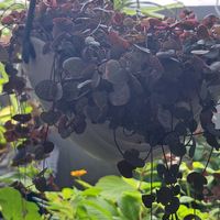 ハートカズラ,ハートカズラ,小さい小さいお花,ベランダの画像