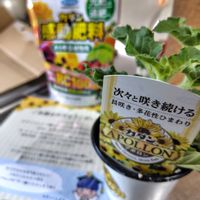 ヒマワリ,アポロン,花のある暮らし,ミッチの会,＃カダンの画像
