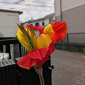 ピンクのランタナ,カンナ クレオパトラ,ベニゲンペイカズラ,ミ二ひまわり,季節を楽しむの画像