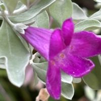 レウコフィルム,ナチュラルガーデン,花木,お庭の花たち,花と暮らすの画像