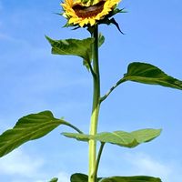 キュウリ,トマト,ニラ,ヒマワリ,プチトマトの画像