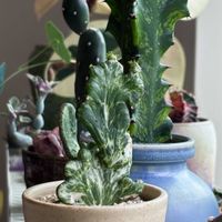 サボテン,オンコクラータ,ユーフォルビア オンコクラータ,多肉植物,ユーフォルビアの画像