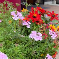 寄せ植え,道の駅,お出かけ先の画像
