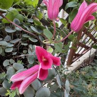 ゼラニウム,デュランタ,デュランタ,ハイビスカス,プリムラの画像