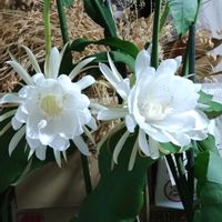 月下美人,白い花,癒し,花のある暮らし,植物のある暮らしの画像
