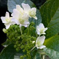 グロリオサ,紫陽花 アジサイ あじさいの画像