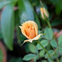 イチゴ,ばら バラ 薔薇の画像