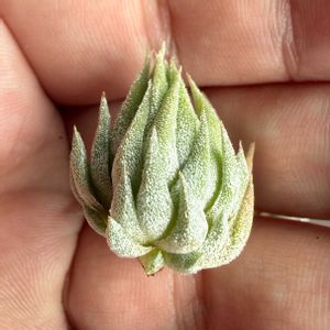 チランジア,イオナンタ,エアプランツの画像