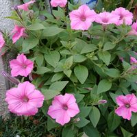 玄関アプローチの画像