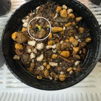 ラベンダー,ダイソー,種まきの画像
