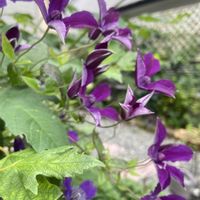 クレマチス,クレマチス,クレマチス　アフロディーテ・エレガフミナ,今日のお花,玄関アプローチの画像