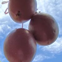 パッションフルーツ,青空,青空の下,GS映えの画像