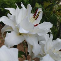 ゼラニウム,ゼラニウム,ユリ,ローズリリー,小さな庭の画像