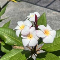 ハイビスカス,プルメリア,ルドベキア,夏ですね！の画像