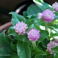 センニチコウ,世界平和,被災地にエールを…。,こんな時こそ花を,森の負けないぞ❗️の画像