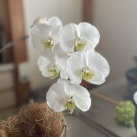 胡蝶蘭の画像