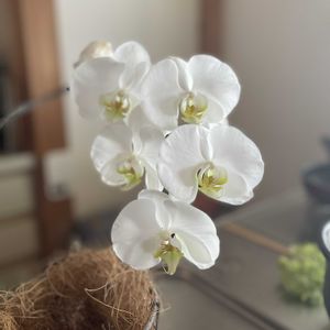 胡蝶蘭の画像