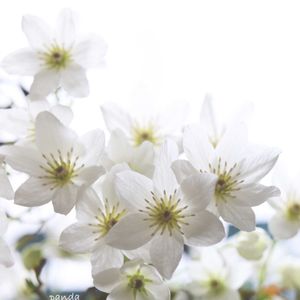 クレマチス,クレマチスカートマニージョー,鉢植え,過去pic,今日のお花の画像