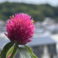 アスパラガス,千日紅 ラズベリーフィールド,GS映え,GS日和,地道にコツコツの画像