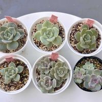 エケベリア,ローラhyb.,多肉植物,エケベリア属,多肉植物 エケベリアの画像