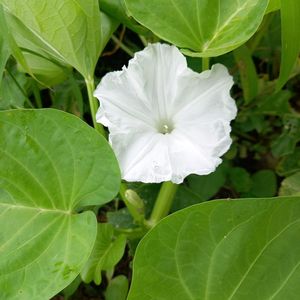 空芯菜,畑の画像