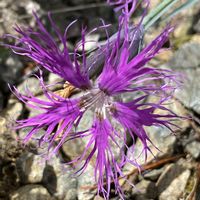 タカネナデシコ,ナデシコ,高山植物,山野草の画像