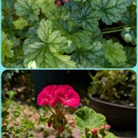 オモト,ギボウシ,万両,ヒューケラ パリ,万両の花の画像