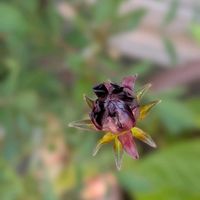 チョコレートコスモス チョカモカ,このお花のツボミは？？？,寄せ植え,花のある暮らし,富山支部の画像