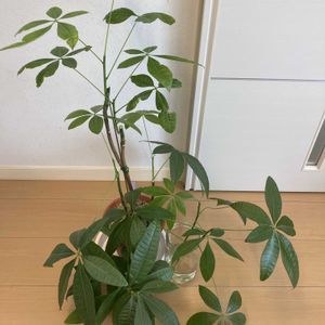パキラ,挿し木,強剪定の画像