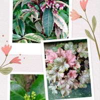ヒューケラ,千両,紅孔雀,万両紅孔雀,いいね❤ありがとうの画像