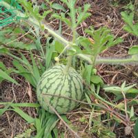 アスパラ,借りてる畑,小玉スイカ,三尺ささげ,無農薬の画像
