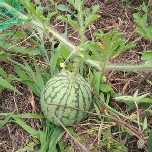 アスパラ,借りてる畑,小玉スイカ,三尺ささげ,無農薬の画像