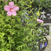 カシワバアジサイ,ムクゲ,ヤマユリ,外出先の画像