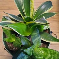 鉢植え,空気清浄,私の癒やし,部屋の画像