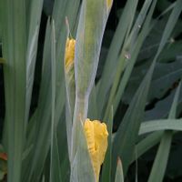 グラジオラス,花のある暮らし,SDGs,心に笑顔の花を,金曜日の蕾たちの画像