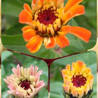 ジニア,ヒャクニチソウ,種から,花のある暮らし,心に笑顔の花をの画像